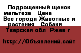 Подрощенный щенок мальтезе › Цена ­ 15 000 - Все города Животные и растения » Собаки   . Тверская обл.,Ржев г.